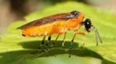 Pilula buba: vrste i načini borbe